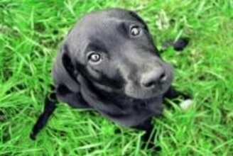 犬を『不幸』にする飼い主の特徴５選　犬を飼っちゃダメな人の共通点やお互いが幸せになる方法まで