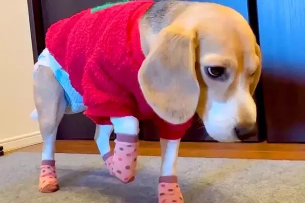 犬に初めて『靴下』を履かせた結果→慣れなさ過ぎて…思わず笑う『衝撃的な動き』が165万再生「面白過ぎるｗｗ」「ごめんけど爆笑した」と反響