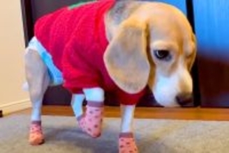 犬に初めて『靴下』を履かせた結果→慣れなさ過ぎて…思わず笑う『衝撃的な動き』が165万再生「面白過ぎるｗｗ」「ごめんけど爆笑した」と反響