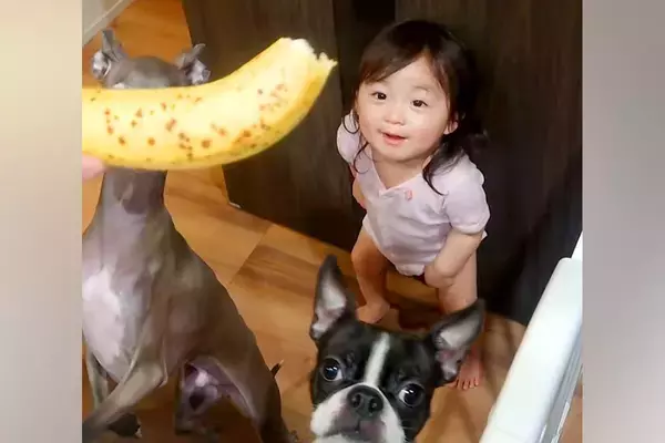 バナナを欲しがる赤ちゃんと2匹の犬→ママが『お座り』と言うと…思わずツッコミたくなる光景が7万再生「お前が座るんかーい！」「いい兄弟」