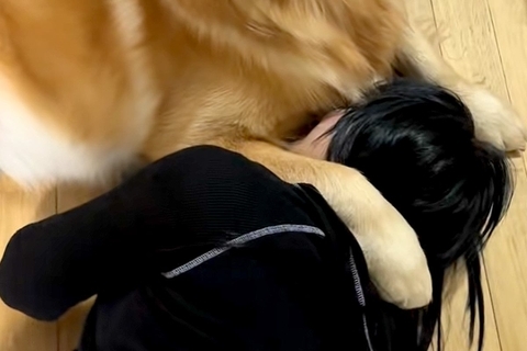 娘が『一番大事な帽子』を無くしたので、叱った結果→説教中に大型犬が庇って…許すしかない『表情』が6万再生「怒れないｗｗ」「歯がｗ」