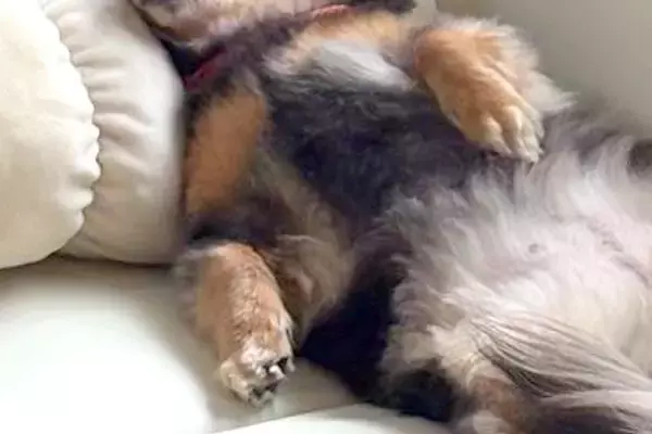 『おっさんに見えた』寝具の使い方を熟知している犬→思った以上に『人間のような光景』が29万表示「背中にファスナーあるでしょｗ」と爆笑の声