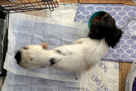 『クサくて汚くて可愛くない』と言われた繁殖引退犬…愛情を与え続けた結果→思わず見違える『現在』に涙「目キラキラしてる」「愛のおかげ」