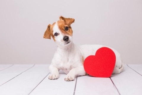 犬の輸血ってどの犬からもできるの？犬の輸血不適合の発生頻度【獣医師執筆】