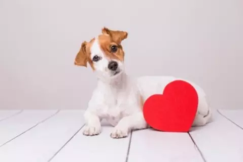 犬の輸血ってどの犬からもできるの？犬の輸血不適合の発生頻度【獣医師執筆】