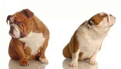 犬の輸血ってどの犬からもできるの？犬の輸血不適合の発生頻度【獣医師執筆】