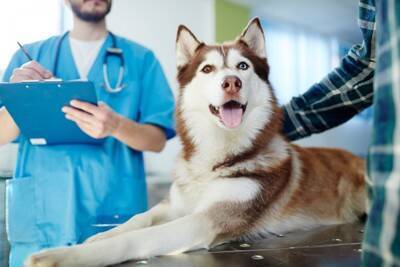 犬の輸血ってどの犬からもできるの？犬の輸血不適合の発生頻度【獣医師執筆】