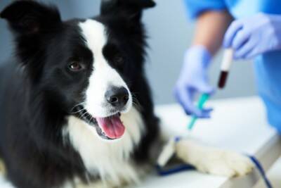 犬の輸血ってどの犬からもできるの？犬の輸血不適合の発生頻度【獣医師執筆】