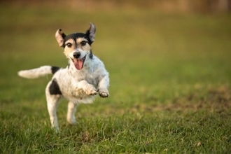犬が『人に飛びつく』理由4つ　愛犬を落ち着かせるためにすべきトレーニングとは？