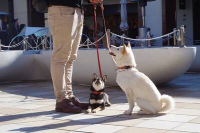 犬が『人に飛びつく』理由4つ　愛犬を落ち着かせるためにすべきトレーニングとは？