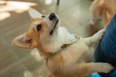 犬が『人に飛びつく』理由4つ　愛犬を落ち着かせるためにすべきトレーニングとは？