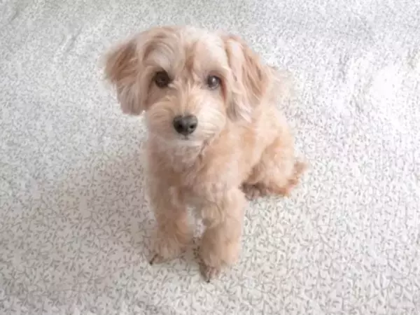 犬が飼い主に『愛情を求めている』サイン5選　どんな行動をみせるの？愛犬に安心感を与えるためにできることまで