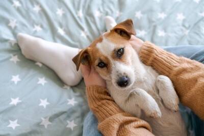 犬は飼い主が『悲しんでいる』のがわかる？人間の感情を理解する方法や心配しているときにみせる態度まで