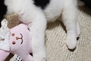 犬の譲渡会で震える『生後1ヶ月の赤ちゃん犬』→ひとりぼっちだったので、お迎えした結果…嘘のような『現在の光景』に「立派」「愛がわかる」の声