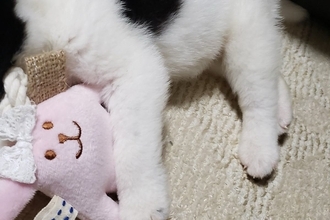 犬の譲渡会で震える『生後1ヶ月の赤ちゃん犬』→ひとりぼっちだったので、お迎えした結果…嘘のような『現在の光景』に「立派」「愛がわかる」の声