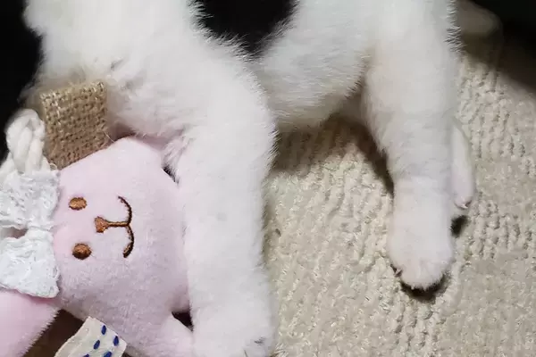 犬の譲渡会で震える『生後1ヶ月の赤ちゃん犬』→ひとりぼっちだったので、お迎えした結果…嘘のような『現在の光景』に「立派」「愛がわかる」の声