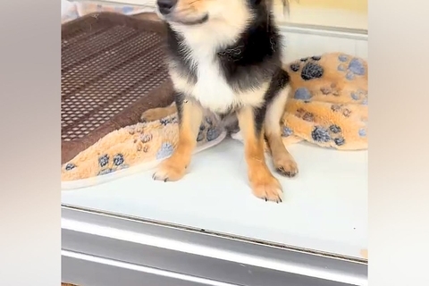 元気がない『1万円の犬』を発見→家族としてお家に連れて帰った結果、先住犬と…予想とは違った光景に反響「泣いちゃった」「仲良くなれそう」