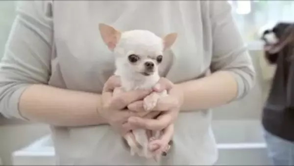 『極小チワワ』をトリミングしてみた結果…慣れない様子が『反則級に可愛い』と231万再生「嫌な事全部忘れた」「舌ずっと出てるの好きｗ」