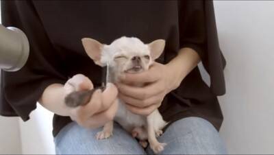 『極小チワワ』をトリミングしてみた結果…慣れない様子が『反則級に可愛い』と231万再生「嫌な事全部忘れた」「舌ずっと出てるの好きｗ」