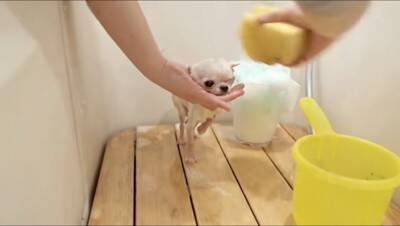 『極小チワワ』をトリミングしてみた結果…慣れない様子が『反則級に可愛い』と231万再生「嫌な事全部忘れた」「舌ずっと出てるの好きｗ」