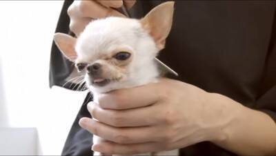 『極小チワワ』をトリミングしてみた結果…慣れない様子が『反則級に可愛い』と231万再生「嫌な事全部忘れた」「舌ずっと出てるの好きｗ」