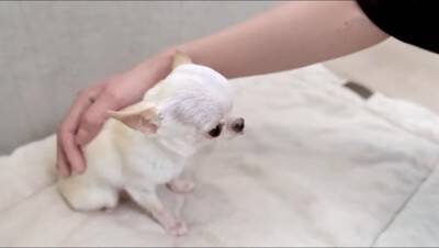 『極小チワワ』をトリミングしてみた結果…慣れない様子が『反則級に可愛い』と231万再生「嫌な事全部忘れた」「舌ずっと出てるの好きｗ」