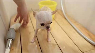 『極小チワワ』をトリミングしてみた結果…慣れない様子が『反則級に可愛い』と231万再生「嫌な事全部忘れた」「舌ずっと出てるの好きｗ」