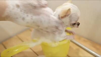 『極小チワワ』をトリミングしてみた結果…慣れない様子が『反則級に可愛い』と231万再生「嫌な事全部忘れた」「舌ずっと出てるの好きｗ」