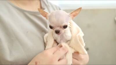 『極小チワワ』をトリミングしてみた結果…慣れない様子が『反則級に可愛い』と231万再生「嫌な事全部忘れた」「舌ずっと出てるの好きｗ」