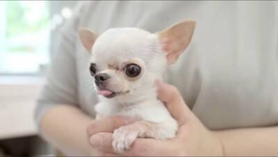 『極小チワワ』をトリミングしてみた結果…慣れない様子が『反則級に可愛い』と231万再生「嫌な事全部忘れた」「舌ずっと出てるの好きｗ」
