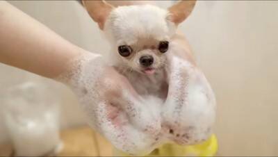 『極小チワワ』をトリミングしてみた結果…慣れない様子が『反則級に可愛い』と231万再生「嫌な事全部忘れた」「舌ずっと出てるの好きｗ」