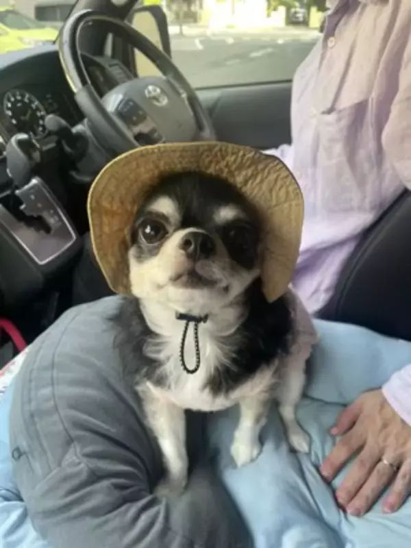 『帽子買ってもらいました』誇らしげな小型犬の姿が可愛すぎると2万5000いいね「とっても似合ってる」「素敵すぎますね」と絶賛の声