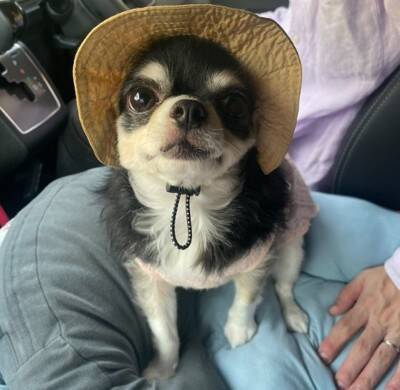 『帽子買ってもらいました』誇らしげな小型犬の姿が可愛すぎると2万5000いいね「とっても似合ってる」「素敵すぎますね」と絶賛の声