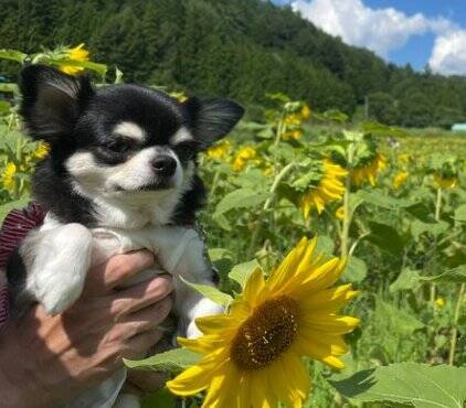 『帽子買ってもらいました』誇らしげな小型犬の姿が可愛すぎると2万5000いいね「とっても似合ってる」「素敵すぎますね」と絶賛の声