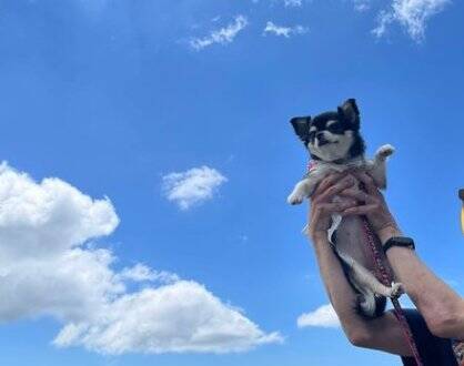 『帽子買ってもらいました』誇らしげな小型犬の姿が可愛すぎると2万5000いいね「とっても似合ってる」「素敵すぎますね」と絶賛の声