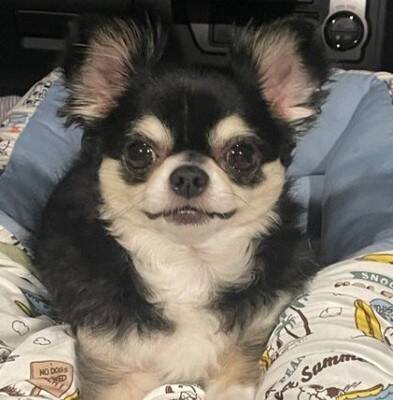 『帽子買ってもらいました』誇らしげな小型犬の姿が可愛すぎると2万5000いいね「とっても似合ってる」「素敵すぎますね」と絶賛の声