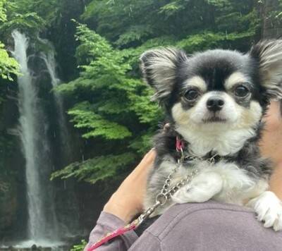 『帽子買ってもらいました』誇らしげな小型犬の姿が可愛すぎると2万5000いいね「とっても似合ってる」「素敵すぎますね」と絶賛の声