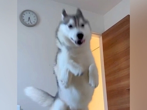 朝6時30分、寝ていたら『大型犬』が起こしに来て…もはや事故？『衝撃的な目覚まし方法』が147万再生「勢いあって草」「笑顔で可愛いｗ」