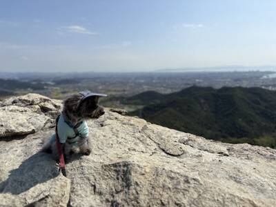 犬と暮らせば【第519話】「ほめられ担当」