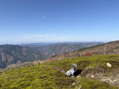 犬と暮らせば【第519話】「ほめられ担当」