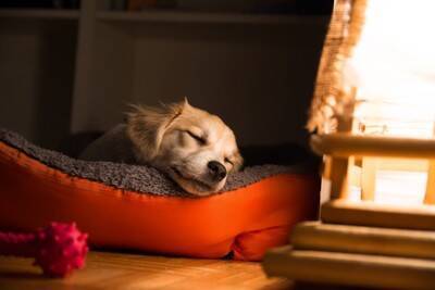 犬が眠気に耐えているときにみせるサイン3つ　なぜ眠いのを我慢してしまうの？愛犬を安眠させる方法まで