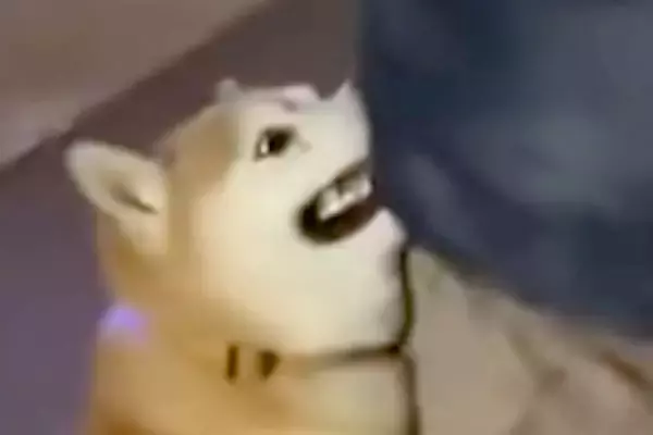 お散歩の帰り道『絶対に帰りたくない犬』が、お父さんに向かって…とんでもなく可愛い『抗議の仕方』が12万再生「愛深すぎる」「拒否柴の逆ｗ」