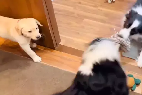 大型犬たちの激しい綱引きで、子犬が巻き込まれそうになり…思わずキュンとする『ヒーロー登場の瞬間』が27万表示「なんて頼もしい」「泣ける」