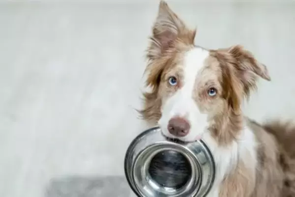 犬に使ってはいけない『NG食器』4選　危険だと言われている理由や正しい選び方まで