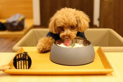 犬に使ってはいけない『NG食器』4選　危険だと言われている理由や正しい選び方まで