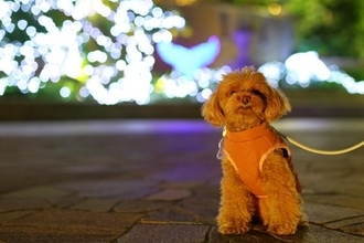 夜に愛犬を散歩させるときの『絶対NG行為』4選　安全に歩くための対策とは？