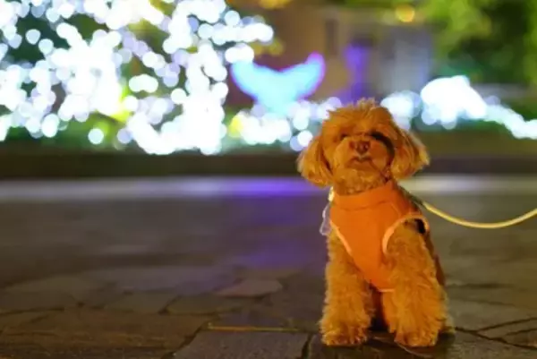 夜に愛犬を散歩させるときの『絶対NG行為』4選　安全に歩くための対策とは？