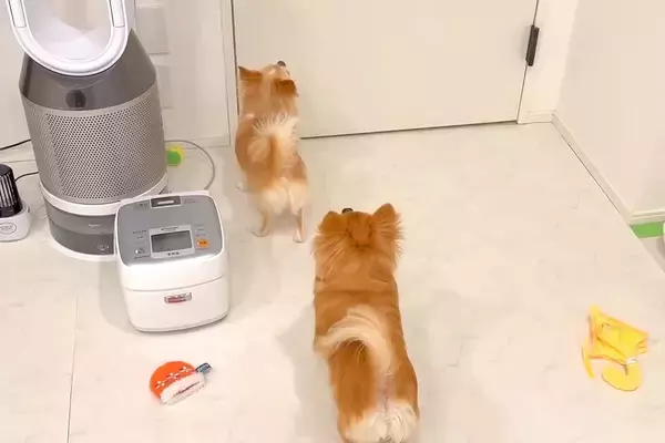 1ヶ月ぶりに飼い主と会う犬→ドアを開けた瞬間、思った以上に大喜びして…愛に溢れた『再会の光景』に反響「テンション爆上がりで最高」「感動」