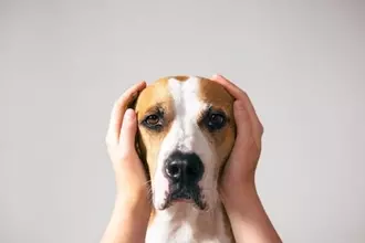 犬が感じる『ストレス』とは？愛犬に精神的苦痛を与えすぎた場合に起こる悪影響まで