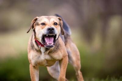 犬が感じる『ストレス』とは？愛犬に精神的苦痛を与えすぎた場合に起こる悪影響まで